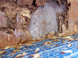 Termite Control Roanoke VA