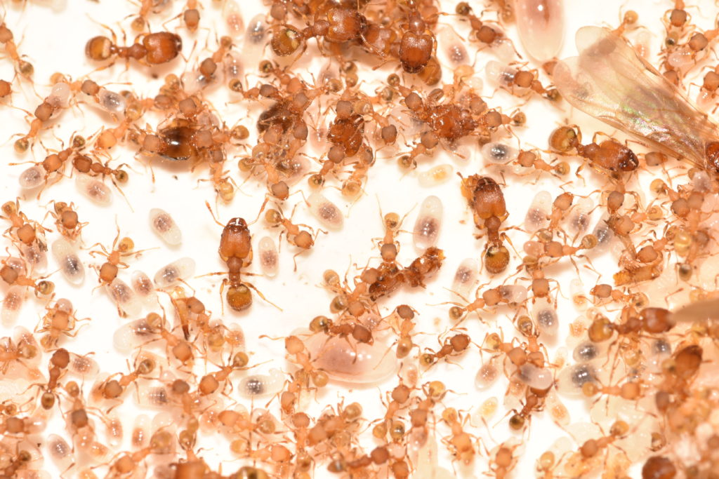 big headed ants Exterminators Pest Control Company Roanoke VA