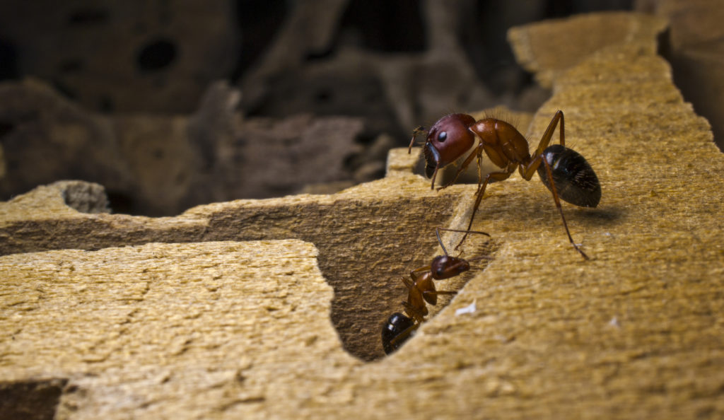 carpenter ants Exterminators Pest Control Company Roanoke VA