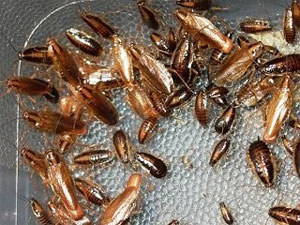 Termite Extermination Roanoke